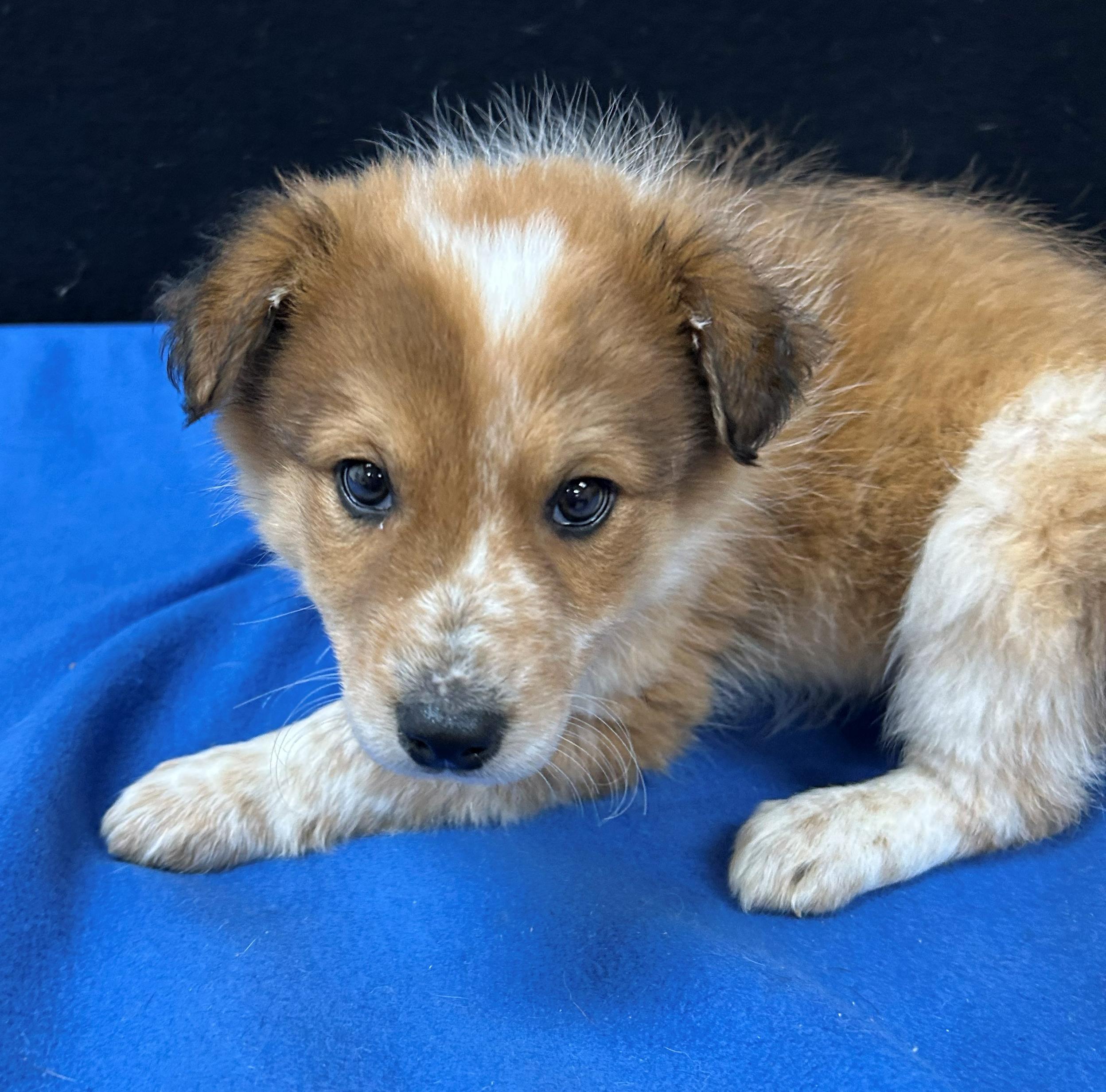 Doc, Adoptable, Puppy Male Australian Cattle Dog / Blue Heeler.