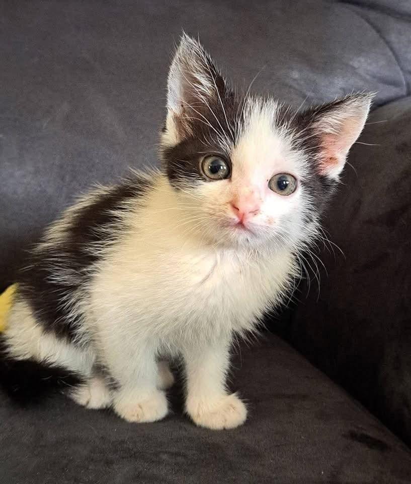 Jelly, Adoptable, Kitten Female Domestic Short Hair.