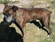 Chance F25-009, Adopted, Adult Male Boxer.