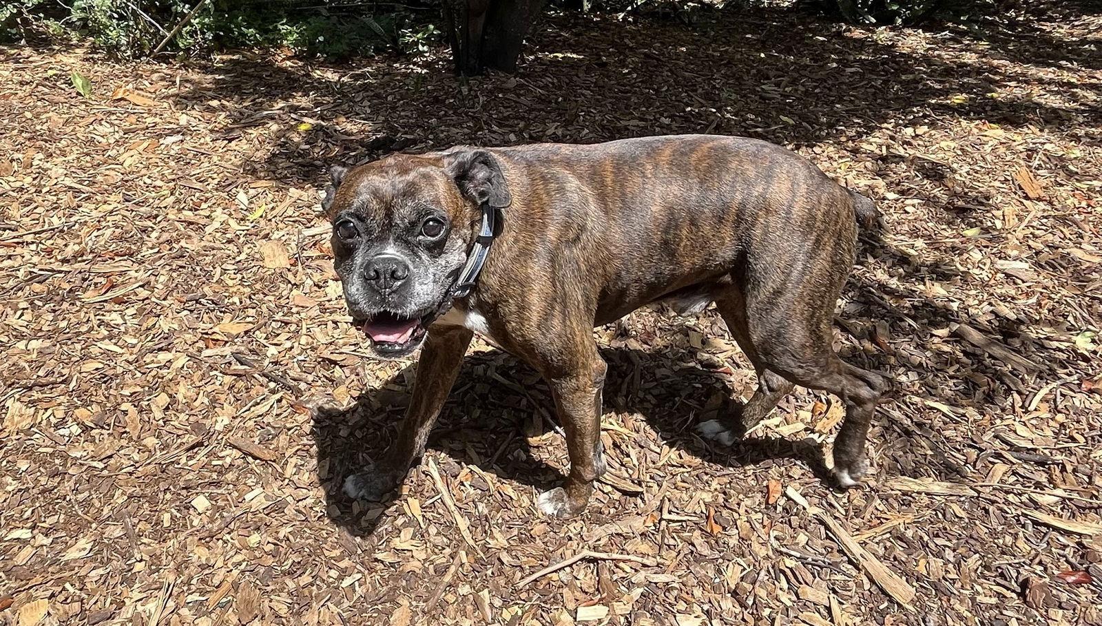 Enlarge Chance F25-009, a Adopted Boxer in Crestview, FL image 2/3