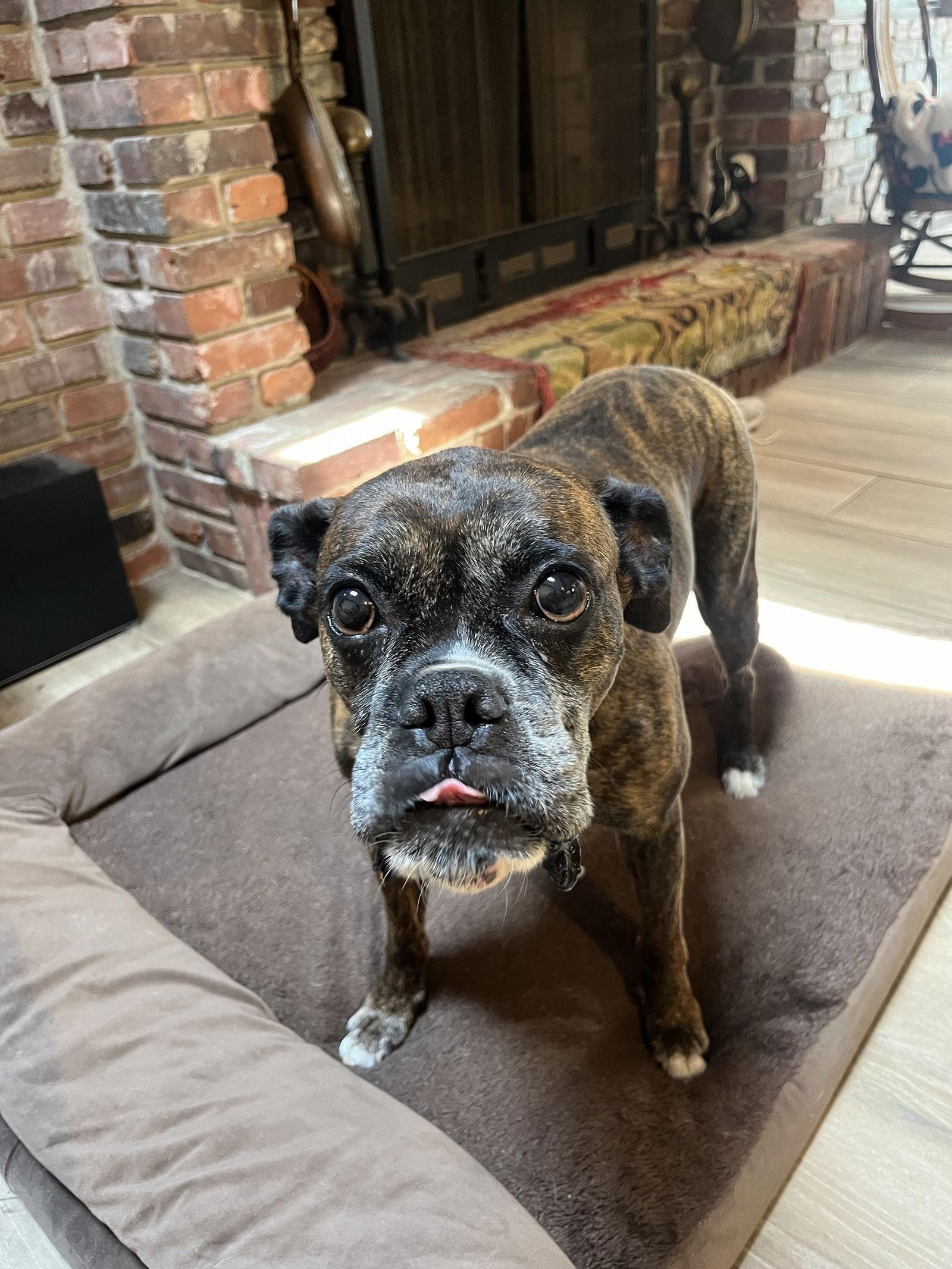 Enlarge Chance F25-009, a Adopted Boxer in Crestview, FL image 3/3