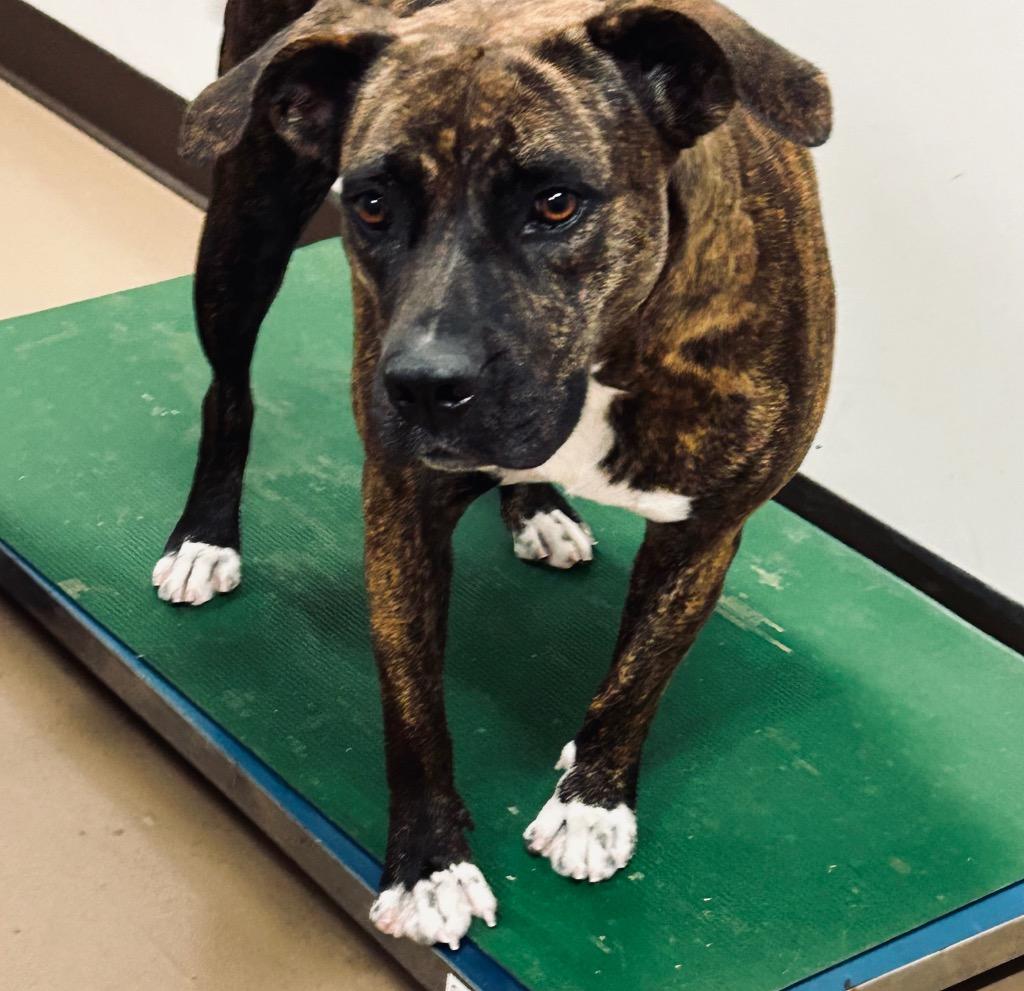 Tequila, Adoptable, Adult Female Pit Bull Terrier.