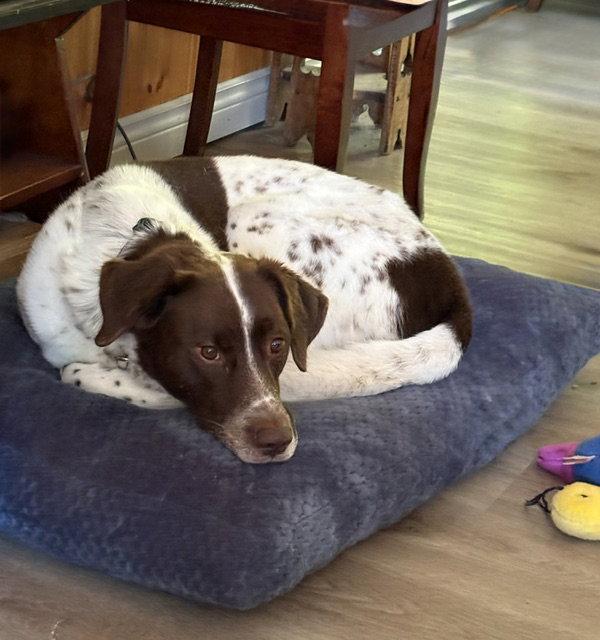Moose, Adoptable, Adult Male German Shorthaired Pointer & Husky.