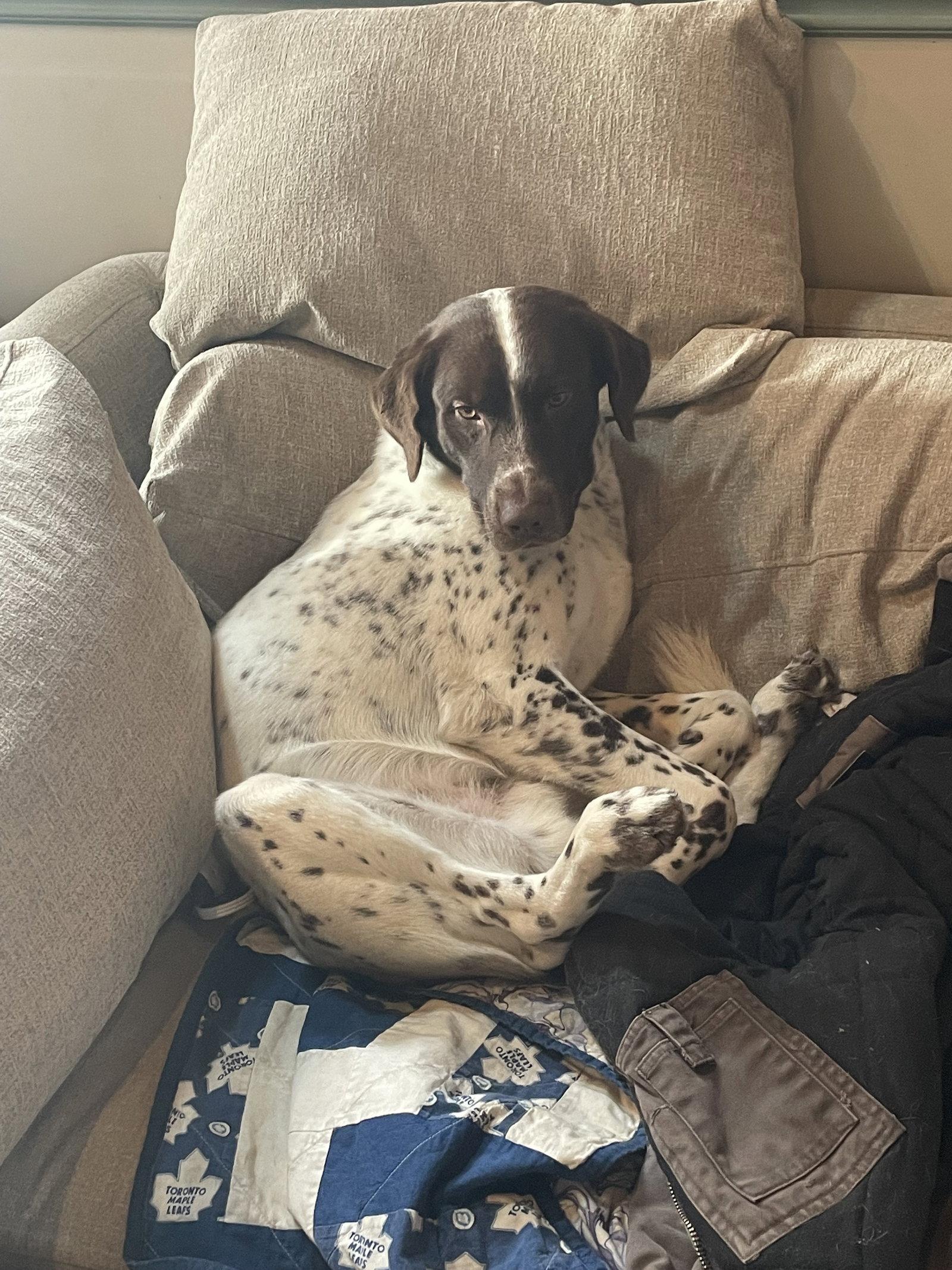 Moose, a Adoptable mixed breed in Etobicoke, ON image 2/3