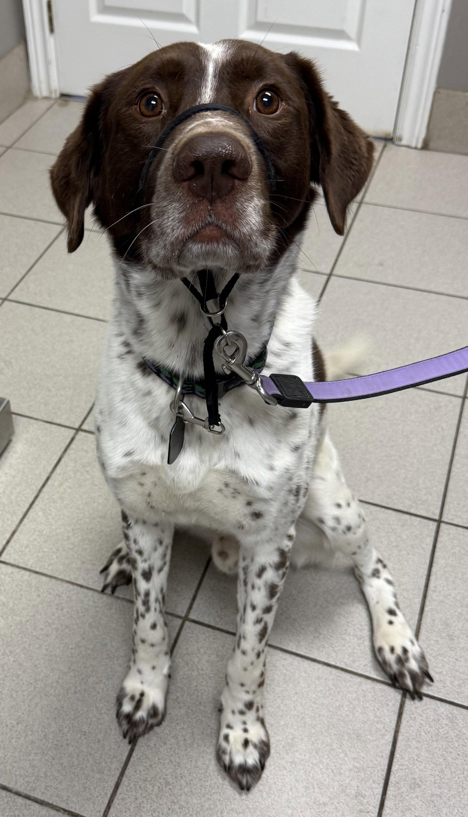 Moose, a Adoptable mixed breed in Etobicoke, ON image 3/3