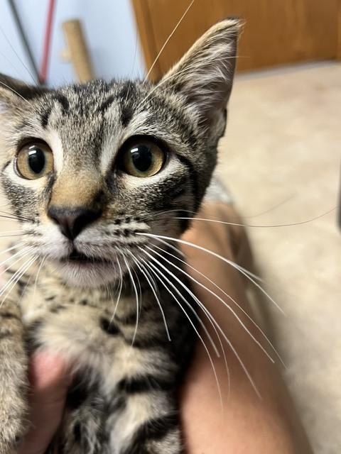 Theodore, Adoptable, Kitten Male Domestic Short Hair.