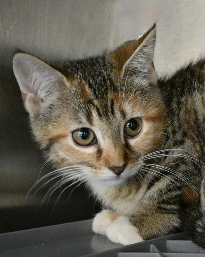 Queen of Hearts, Adoptable, Kitten Female Domestic Short Hair.