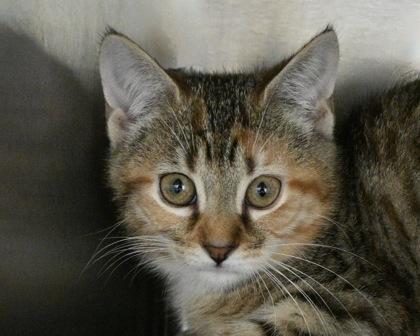 Queen of Hearts, a Adoptable Domestic Short Hair in West Seneca, NY image 2/3