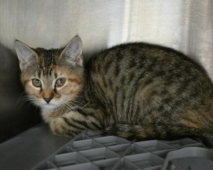 Queen of Hearts, a Adoptable Domestic Short Hair in West Seneca, NY image 3/3