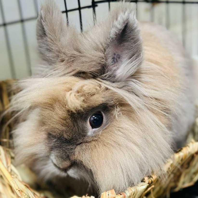 Diva, Adoptable, Adult Female Lionhead.