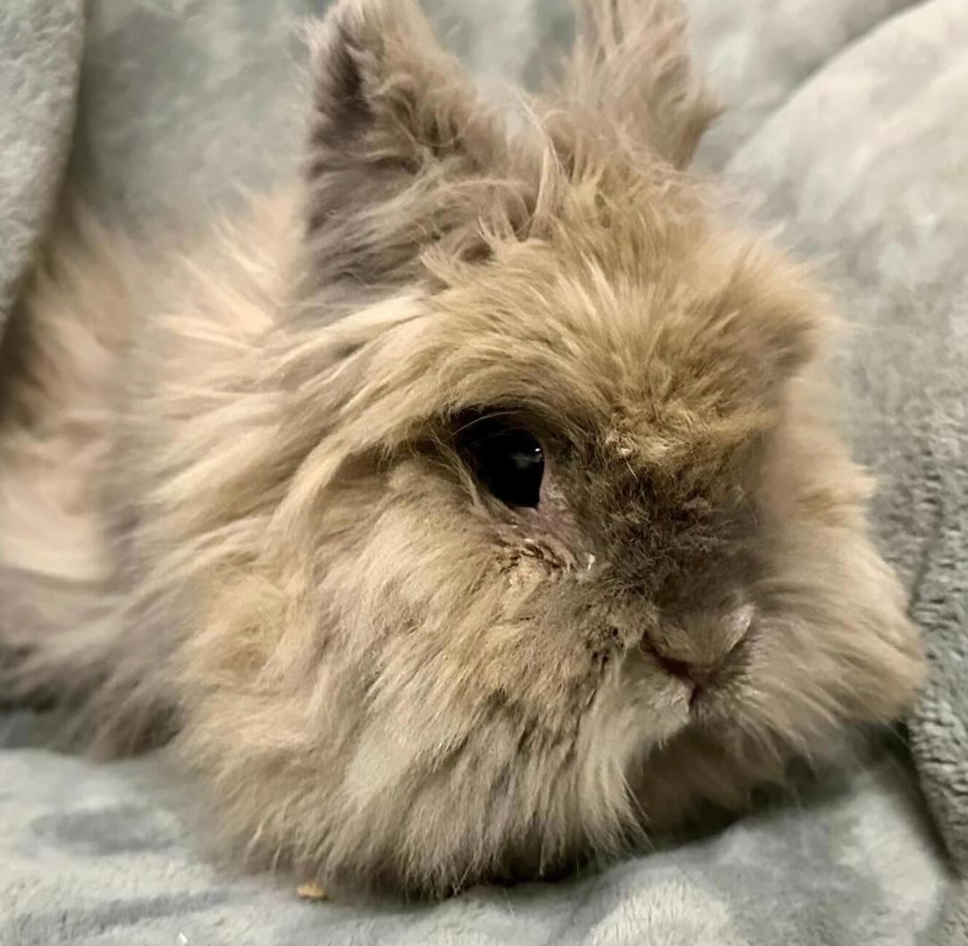 Enlarge Diva, a Adoptable Lionhead in Libertyville, IL image 2/3