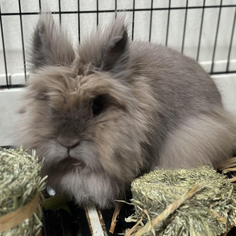 Enlarge Diva, a Adoptable Lionhead in Libertyville, IL image 1/3
