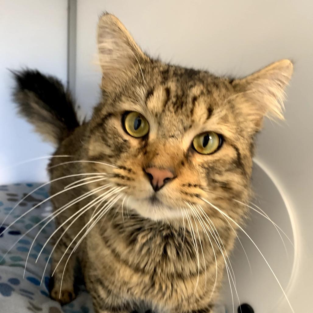 Falcon, Adoptable, Adult Male Domestic Long Hair.