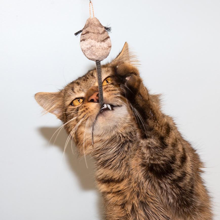 Enlarge Falcon, a Adoptable Domestic Long Hair in Boston, MA image 2/3