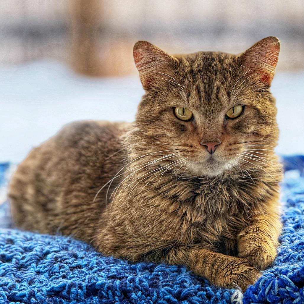 Enlarge Falcon, a Adoptable Domestic Long Hair in Boston, MA image 3/3