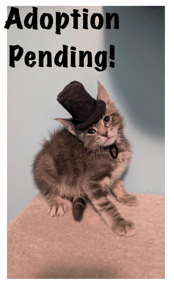 Benedict Bridgerton, Adoptable, Kitten Male Tabby & Domestic Short Hair.