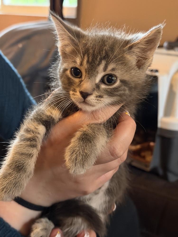 Enlarge Benedict Bridgerton, a Adoptable mixed breed in Poplar Grove, IL image 3/3