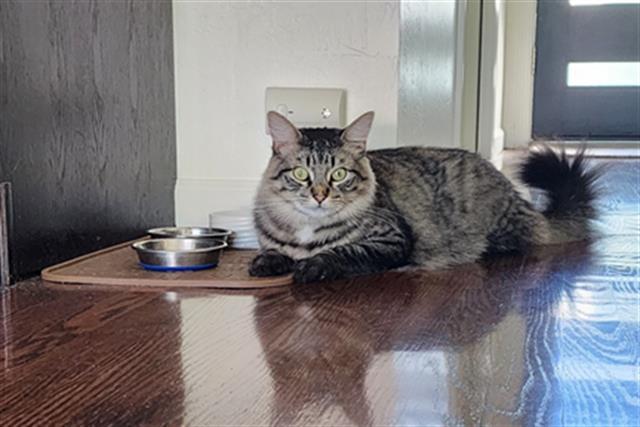 PARKER, Adoptable, Young Male Domestic Short Hair.