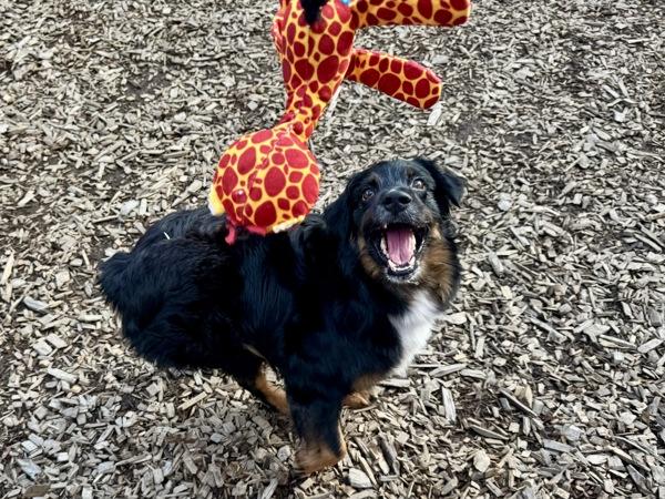 D Z, Adoptable, Adult Female Australian Shepherd.