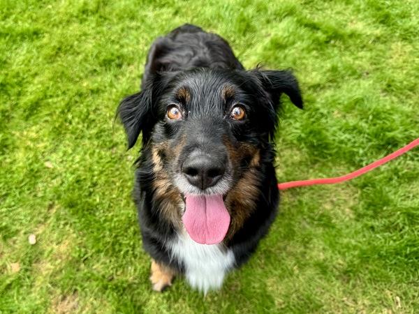 Enlarge D Z, a Adoptable mixed breed in Portland, OR image 2/3