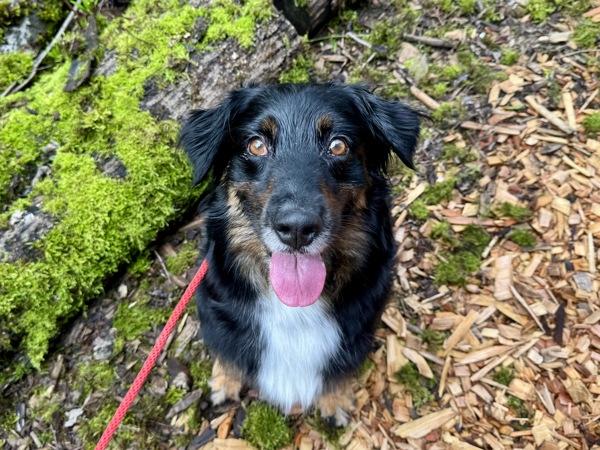 Enlarge D Z, a Adoptable mixed breed in Portland, OR image 3/3