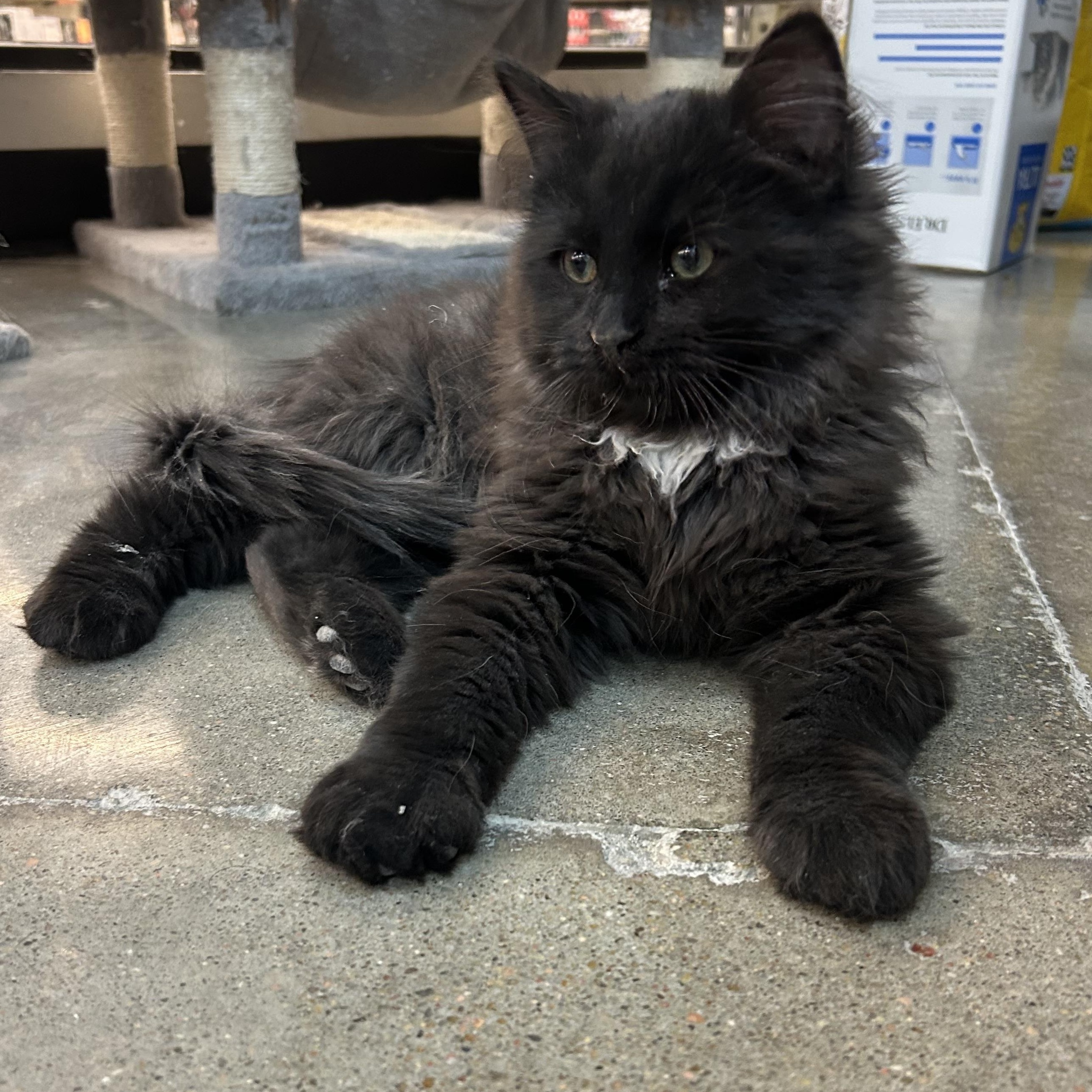 Enlarge Brody, a ADOPTABLE mixed breed in Omaha, NE image 1/4