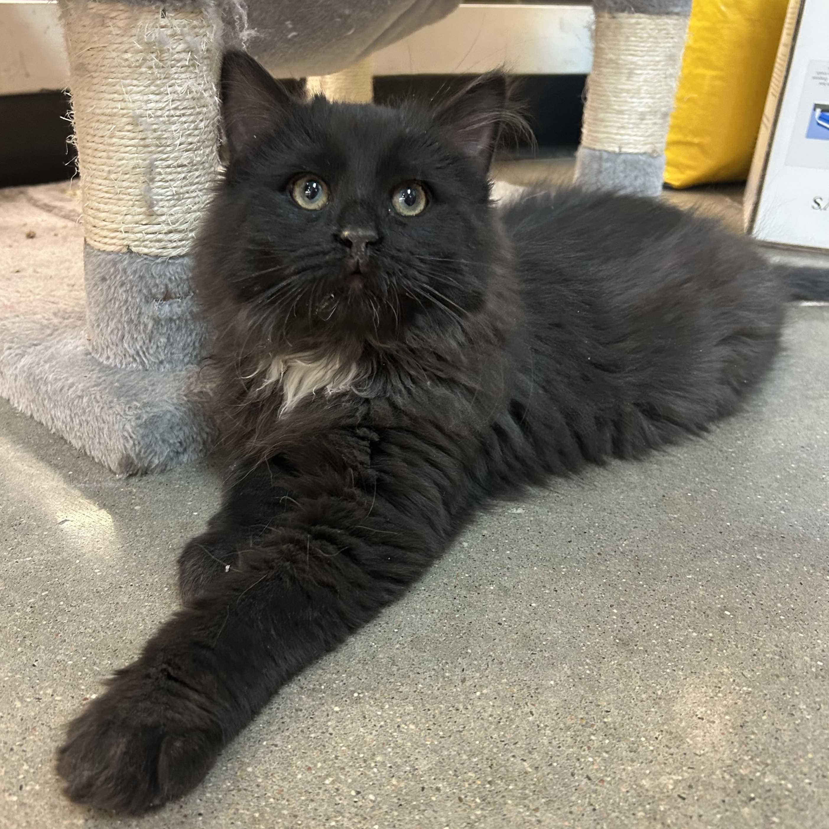 Enlarge Brody, a ADOPTABLE mixed breed in Omaha, NE image 2/4