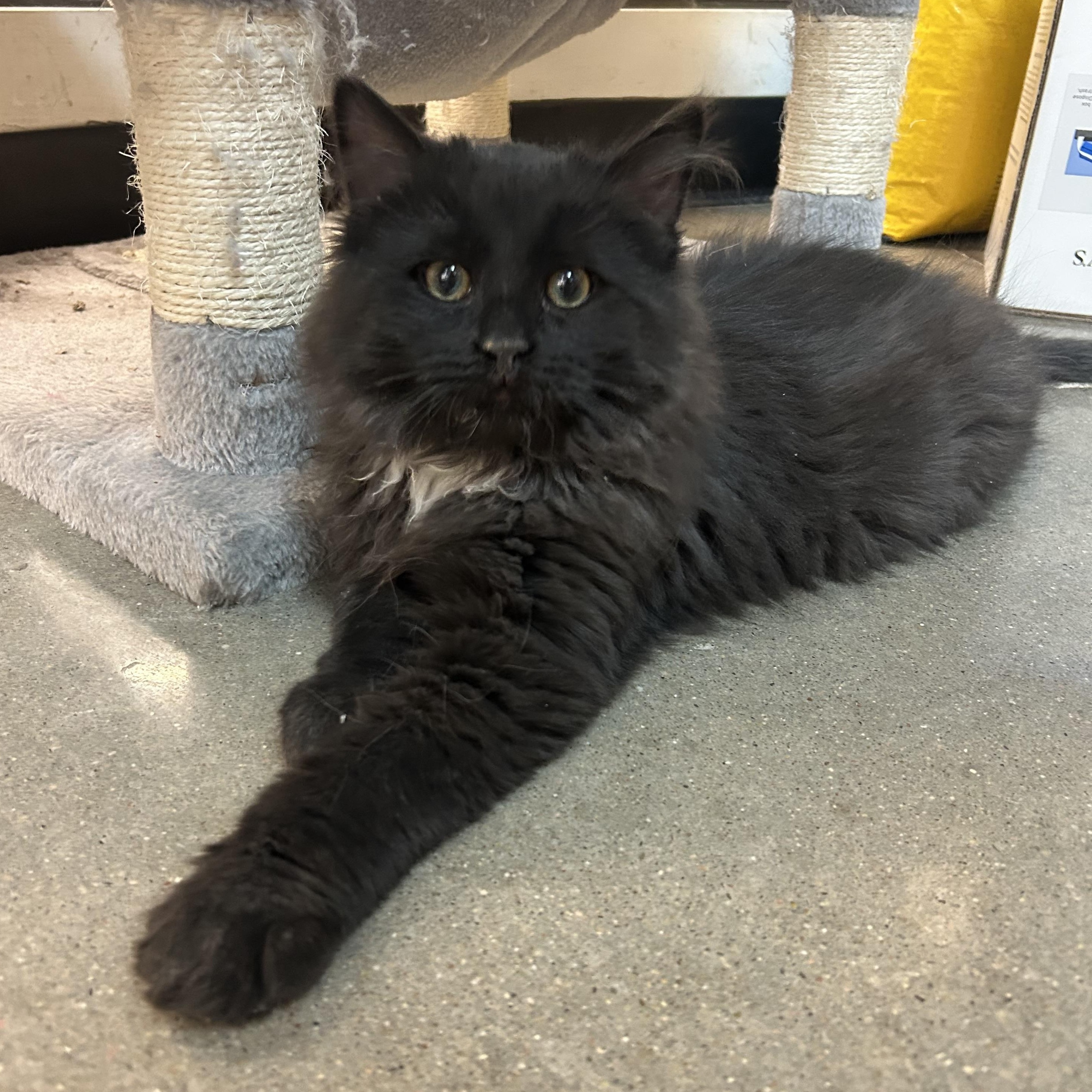 Enlarge Brody, a ADOPTABLE mixed breed in Omaha, NE image 3/4