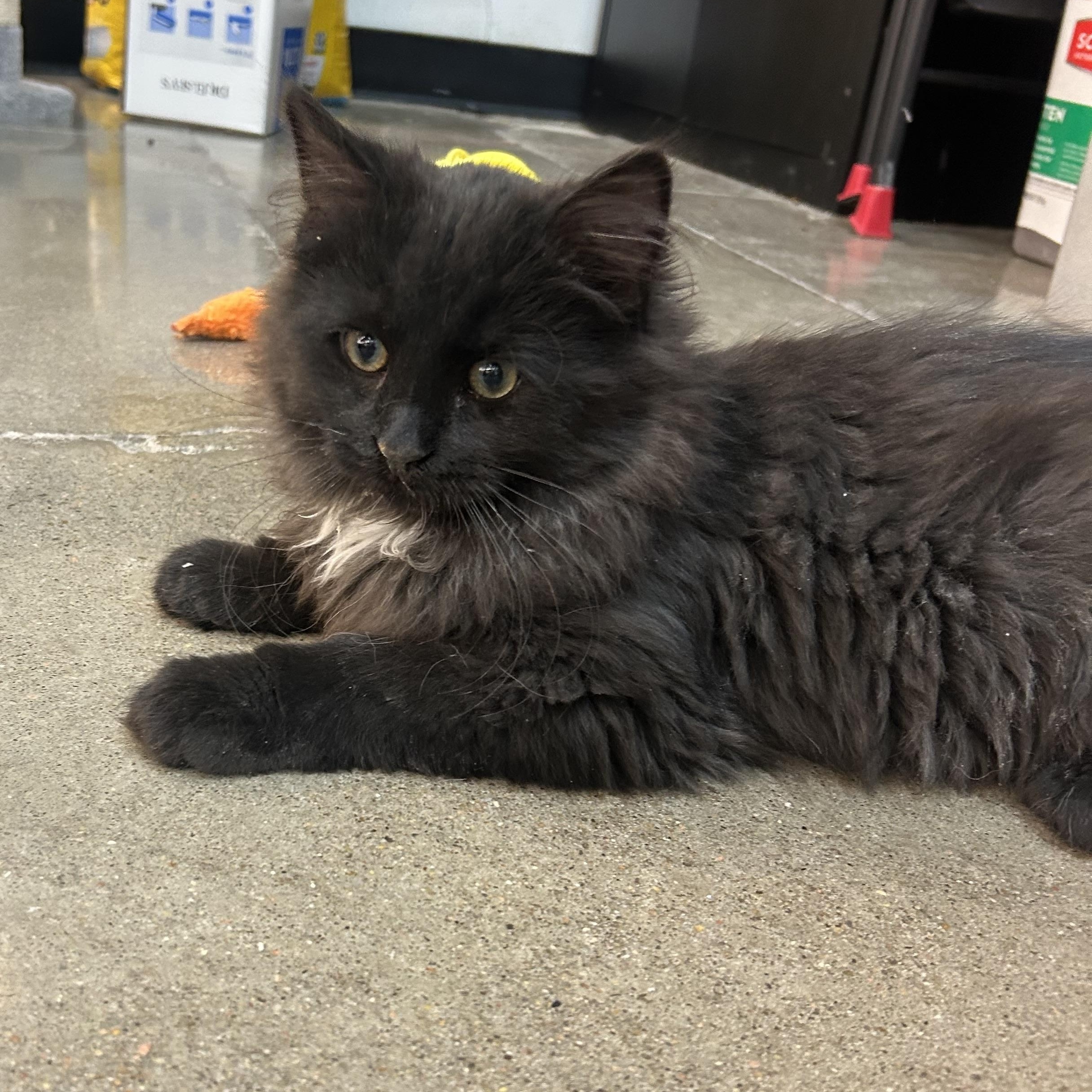 Enlarge Brody, a ADOPTABLE mixed breed in Omaha, NE image 4/4