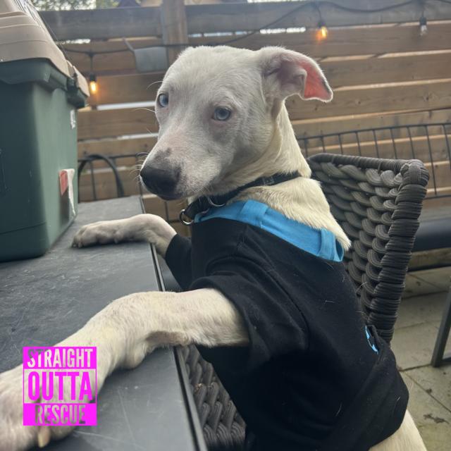 Enlarge Tova, a Adoptable mixed breed in Victoria, BC image 4/4
