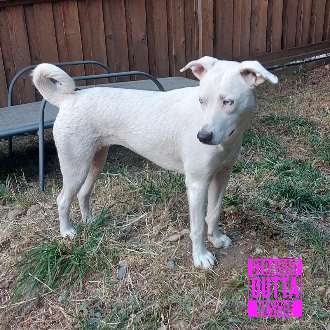 Tova, a Adoptable mixed breed in Victoria, BC image 2/6