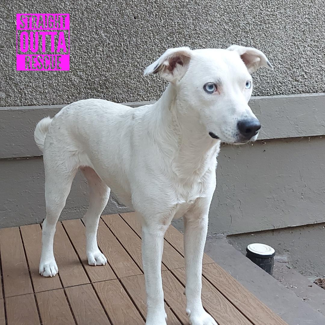 Tova, a Adoptable mixed breed in Victoria, BC image 3/6