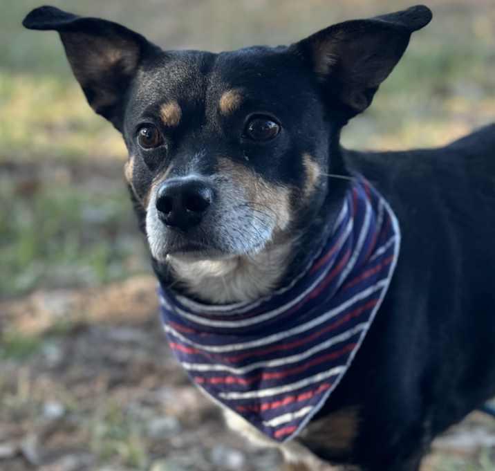 Rascal, Adopted, Adult Male Chihuahua & Dachshund.