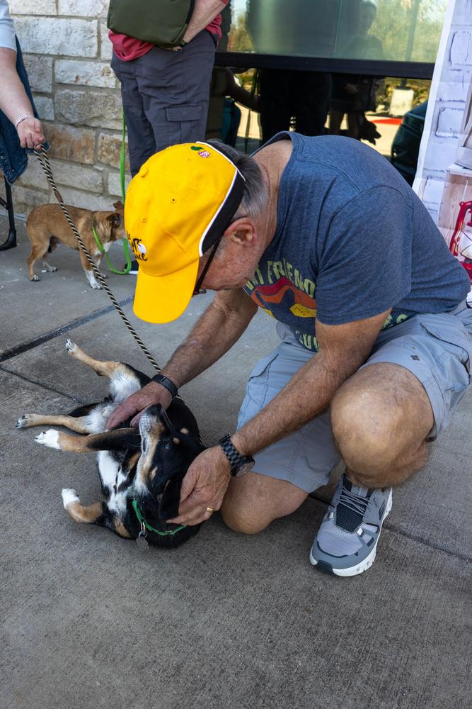 Enlarge Rascal, a Adopted mixed breed in Brookshire, TX image 2/6