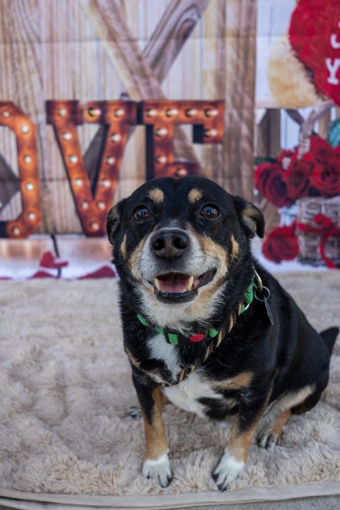 Enlarge Rascal, a Adopted mixed breed in Brookshire, TX image 3/6