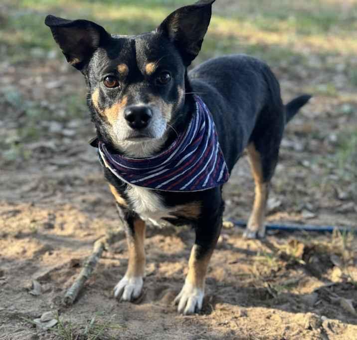 Enlarge Rascal, a Adopted mixed breed in Brookshire, TX image 4/6