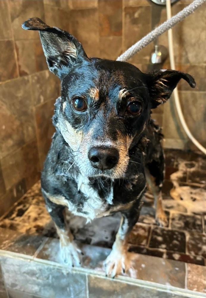 Enlarge Rascal, a Adopted mixed breed in Brookshire, TX image 6/6