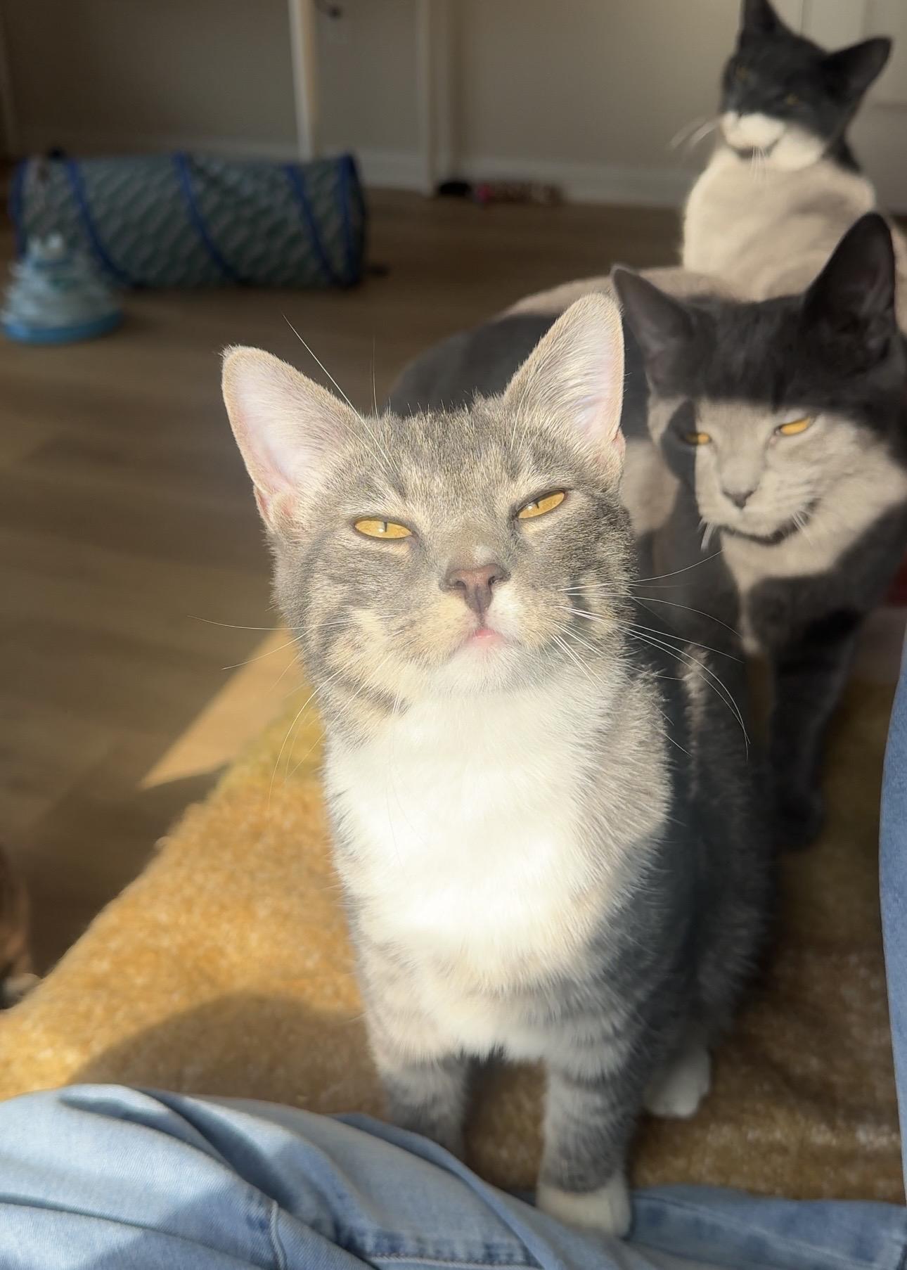 Spice, a Adoptable Tabby in Frederick, MD image 2/5