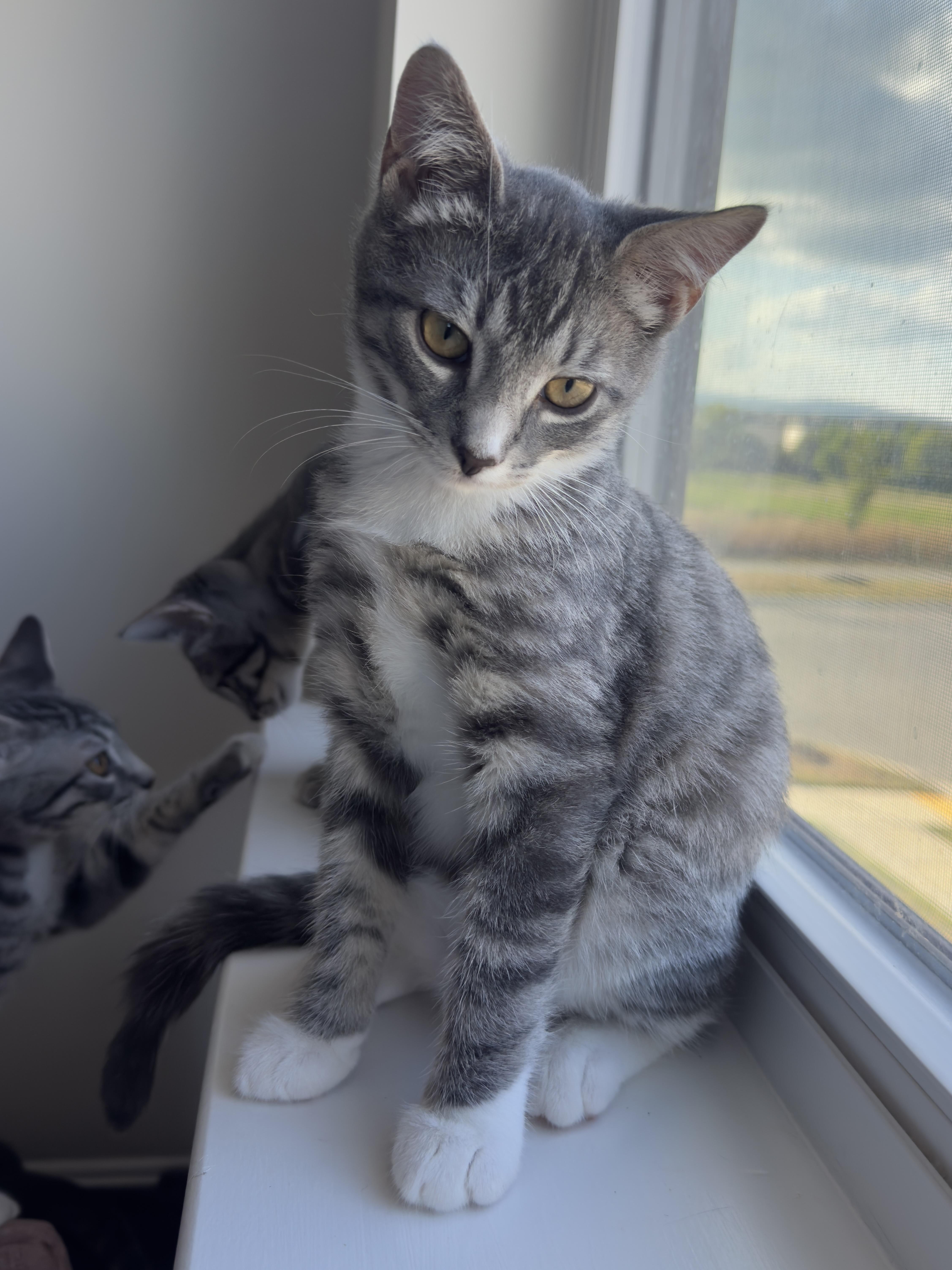 Spice, Adoptable, Kitten Male Tabby.