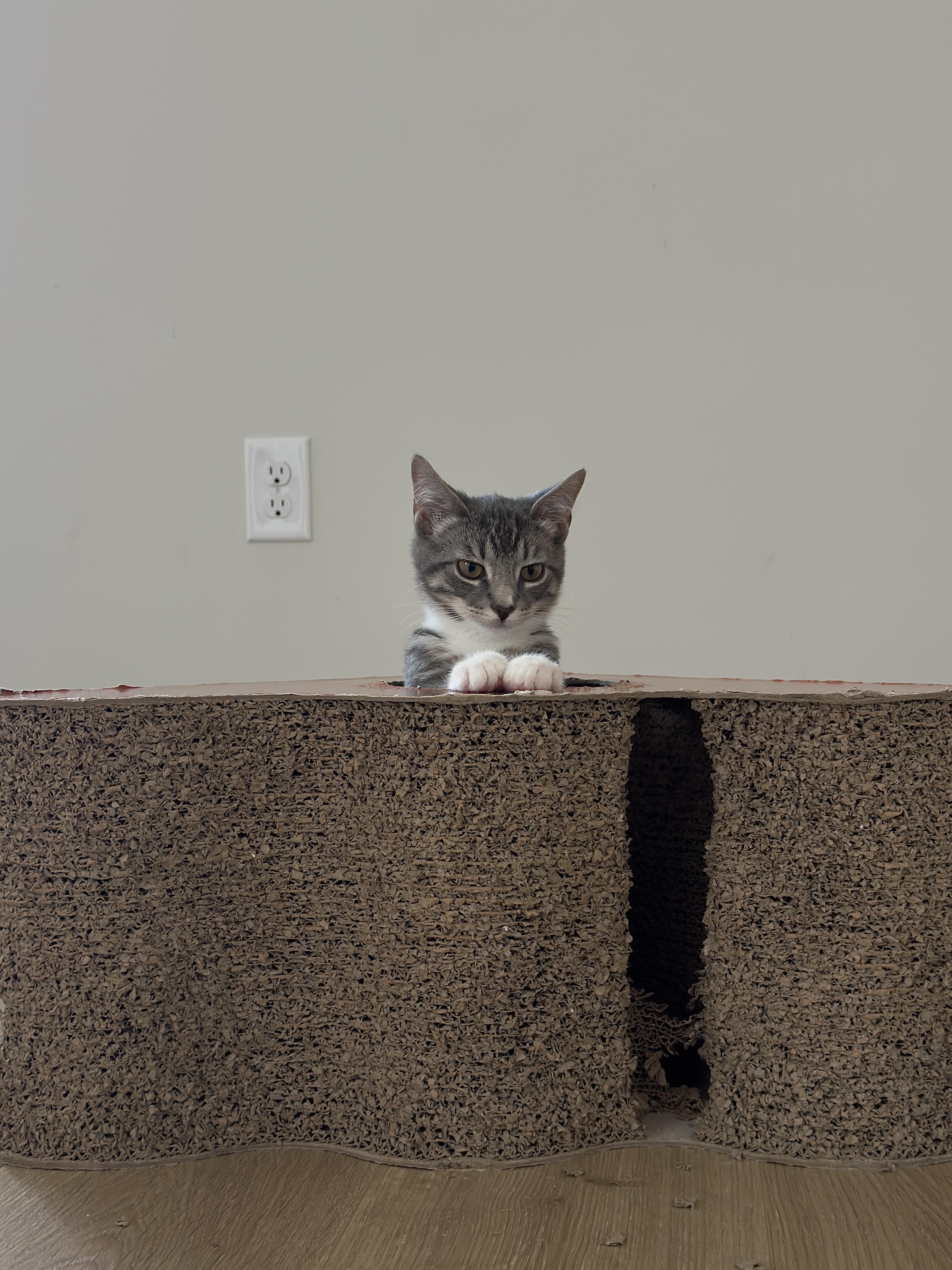 Spice, a Adoptable Tabby in Frederick, MD image 3/5