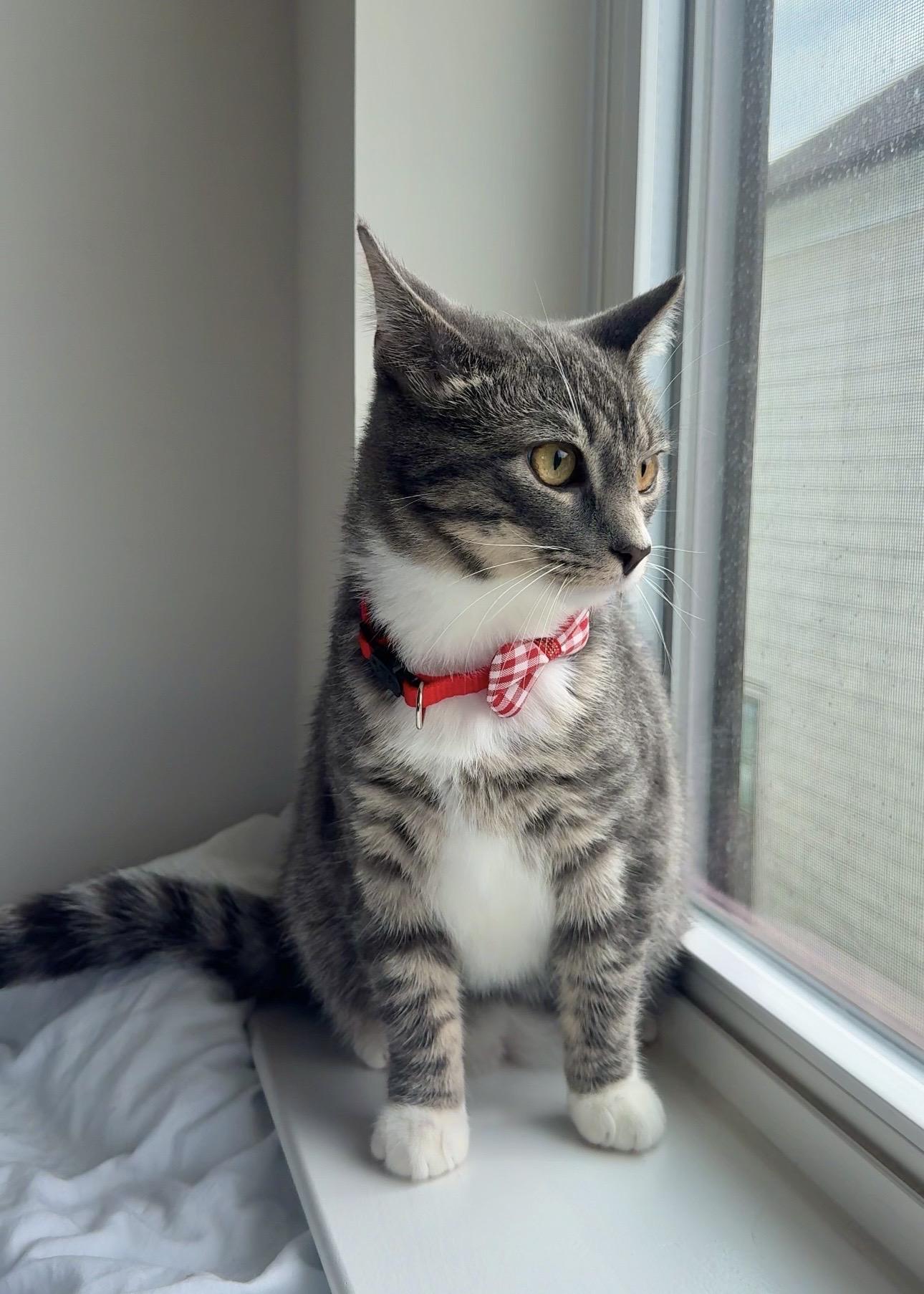 Spice, a Adoptable Tabby in Frederick, MD image 5/5