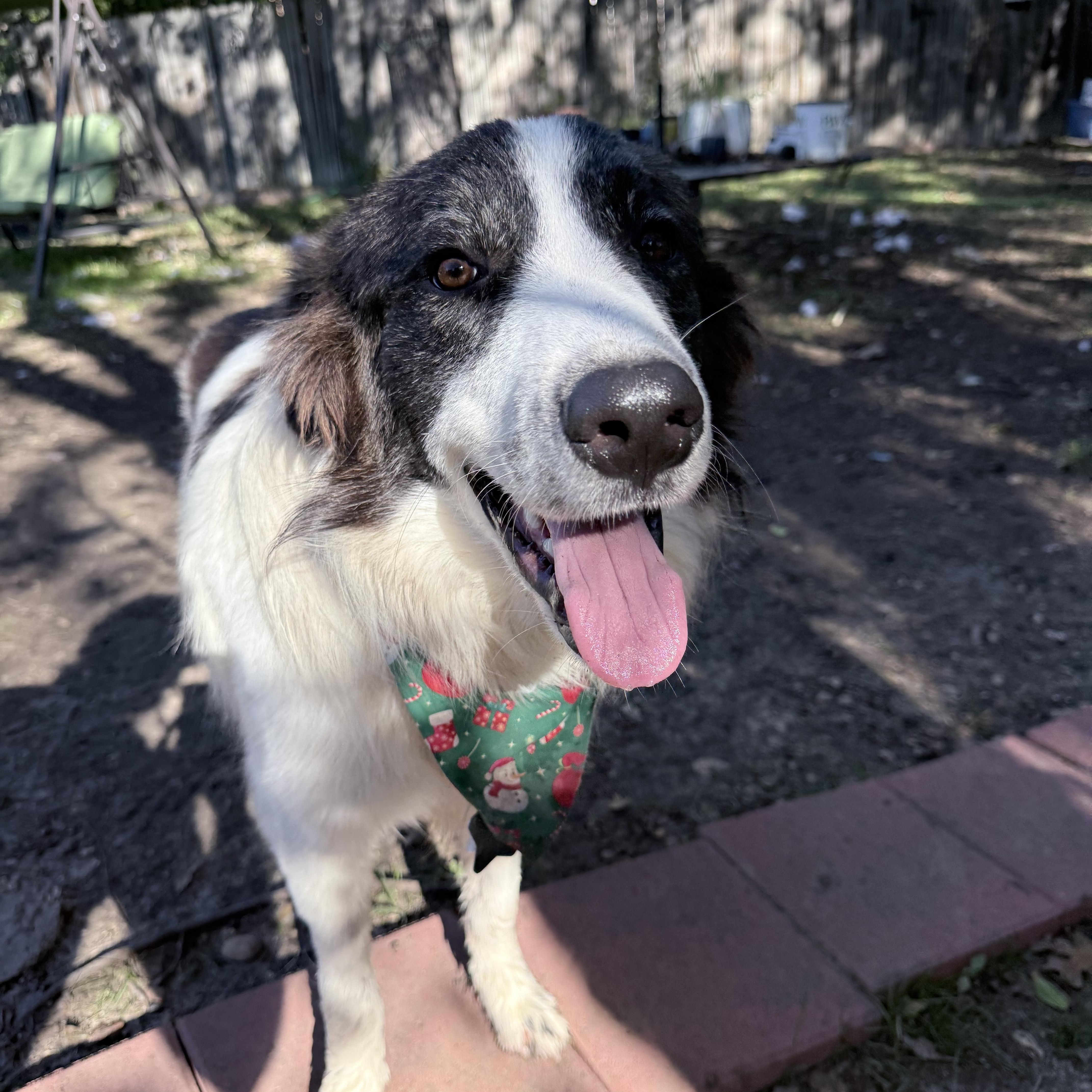 Todd SAT, Adoptable, Young Male Great Pyrenees & English Springer Spaniel.