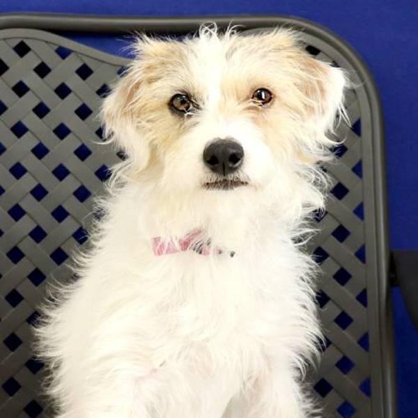 Miss Ollie, Adoptable, Young Female Terrier.