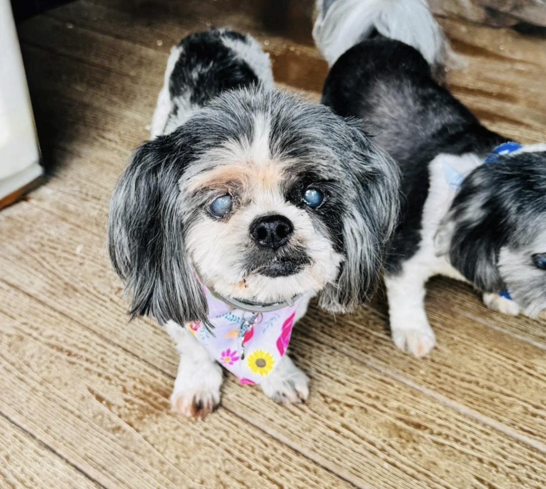 Mindy (bonded with Mork), a Adoptable Shih Tzu in Knoxville, TN image 2/3