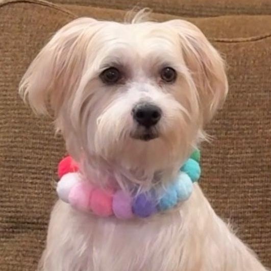Milo, Adoptable, Adult Male Maltese & Poodle.