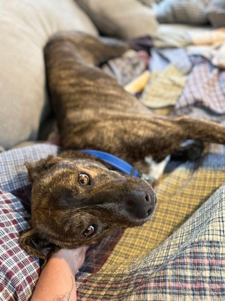 Scrappy Doo the Goof who Loves You 5
