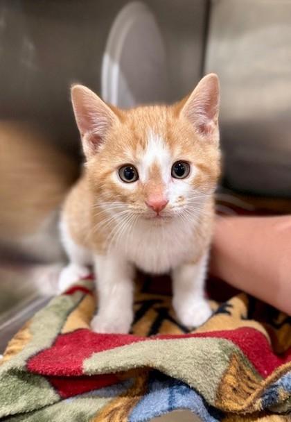 Enlarge Monty @ PetSmart in Athens, GA, an adopted Domestic Short Hair in Bishop, GA image 1/1