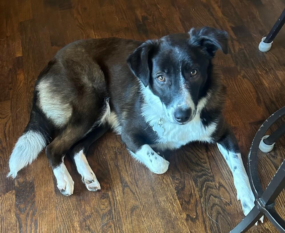 Poppy 1231, a ADOPTABLE Border Collie in Allen, TX image 6/6
