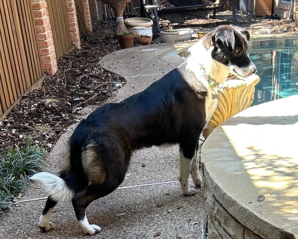 Poppy 1231, a ADOPTABLE Border Collie in Allen, TX image 3/6