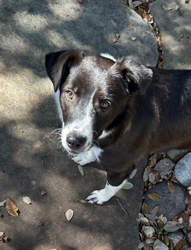 Poppy 1231, a ADOPTABLE Border Collie in Allen, TX image 2/6